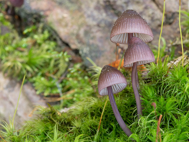 Mycena purpureofusca